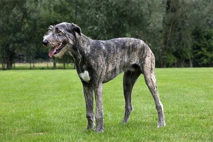 The Irish Wolfhound