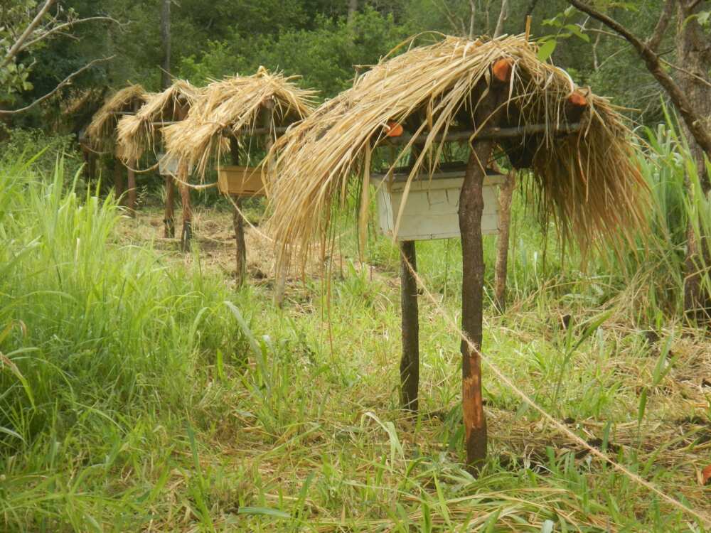 The Grass hive