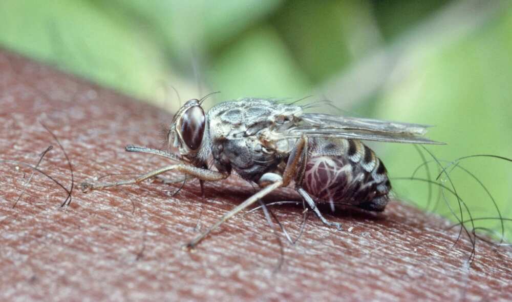 Types of insects that may be dangerous in Nigeria