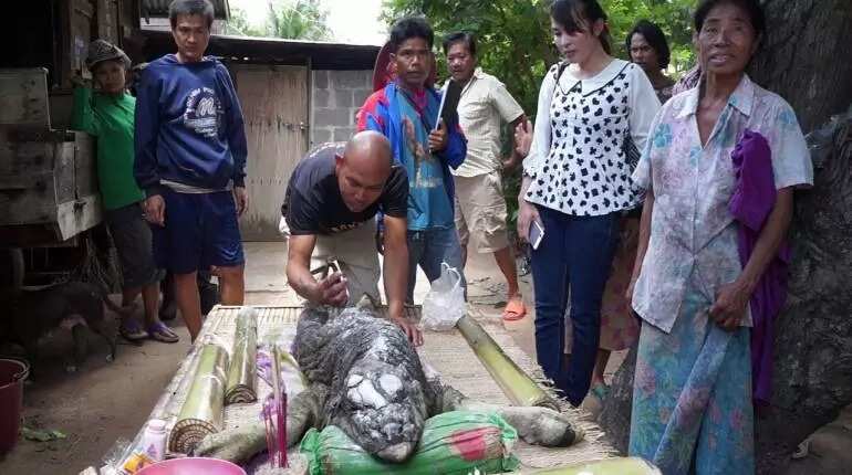 See Odd Creature With Body Of Bull And Head Of Crocodile