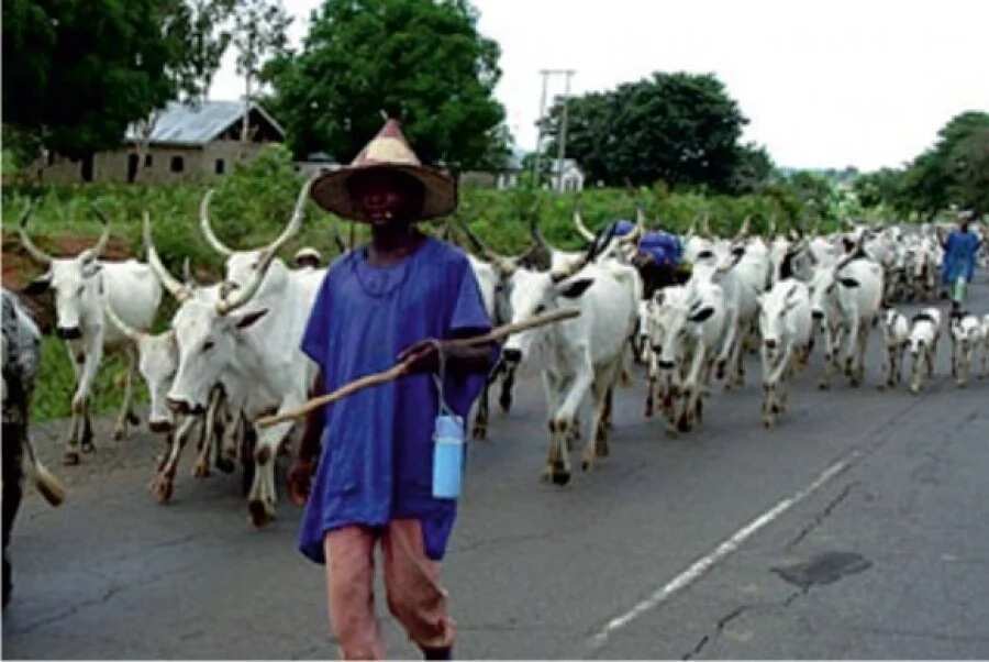 Fulani herdsmen reject idea of grazing reserves