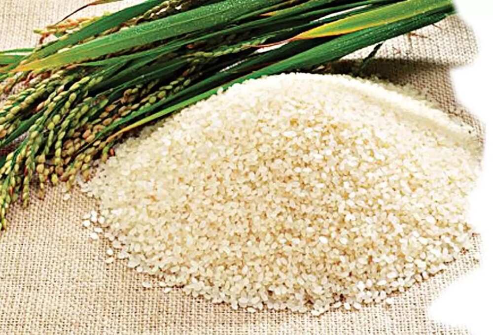 Benefits and challenges of rice farming business in Nigeria