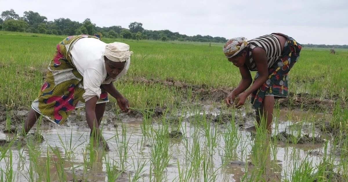 benue-state-gov-ortom-vows-to-reject-review-of-land-use-act-by-fg