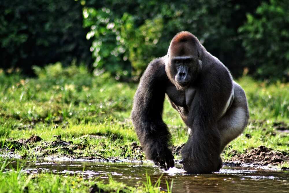 The gorilla can even win the battle with the tiger The gorilla can even win the battle with the tiger