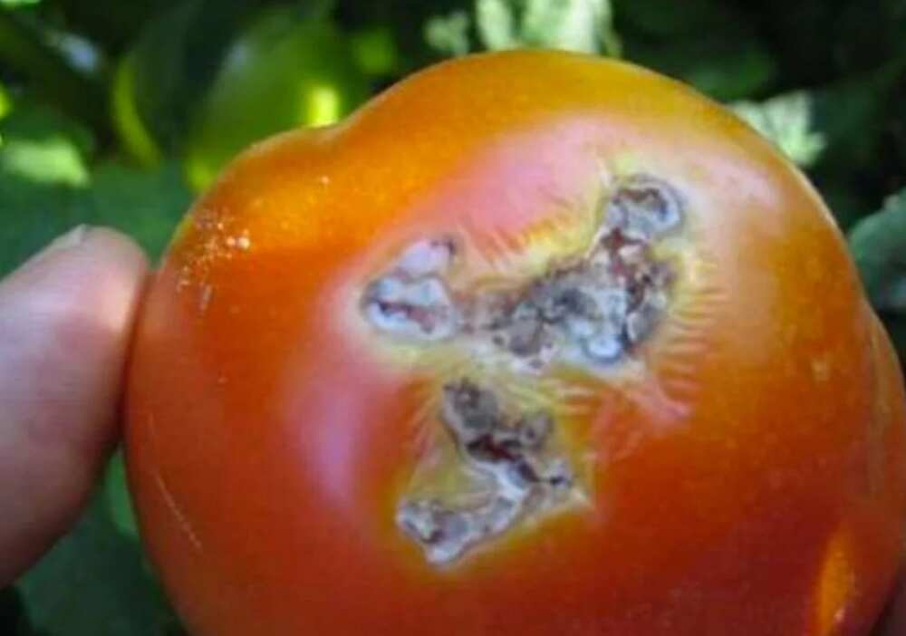Feature: The plague ravaging the nation's tomatoes
