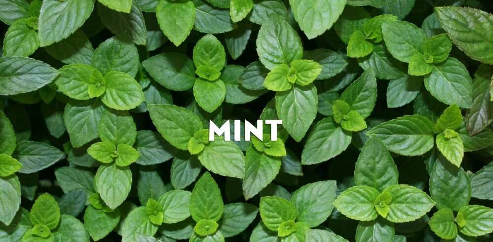 Benefits of mint leaves for weight loss