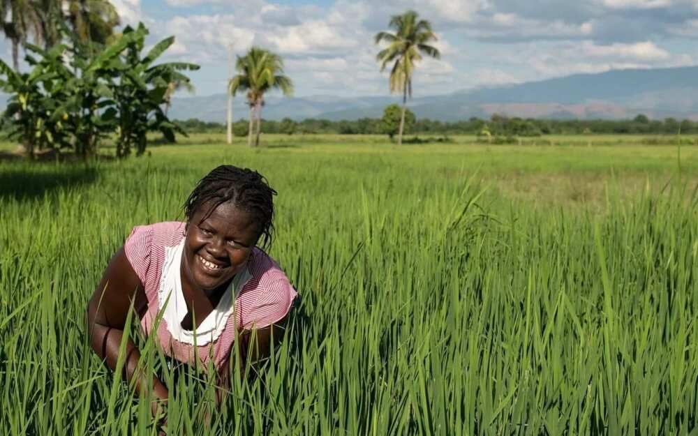 Choose proper rice seeds