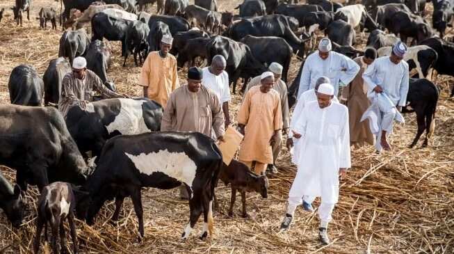 President Muhammadu Buhari in his farm, animals, Katsina state, Daura