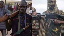 Vigilante group kills 7 Boko Haram militants in Madagali