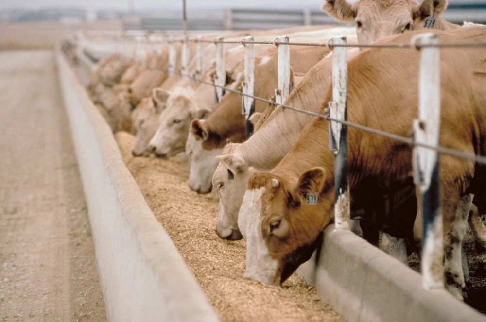 Prospect of livestock farming in Nigeria: cattle farming