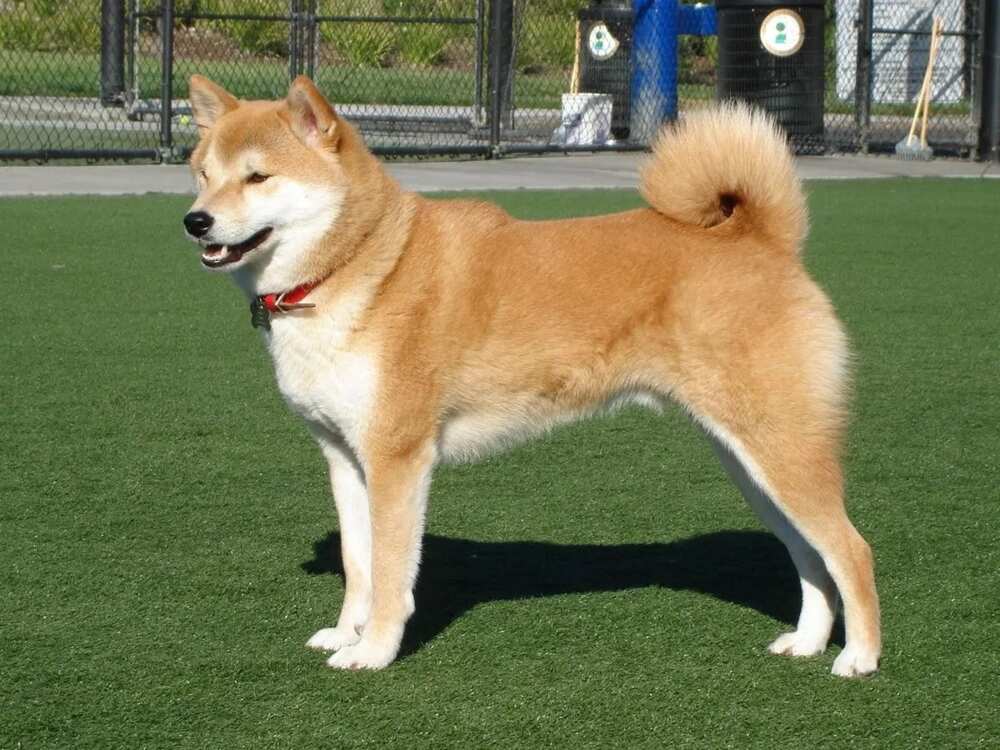 The Akita Inu