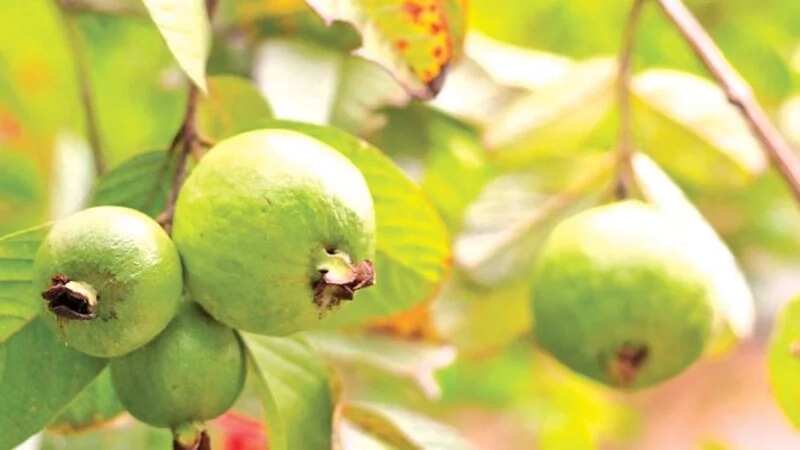 Guavas