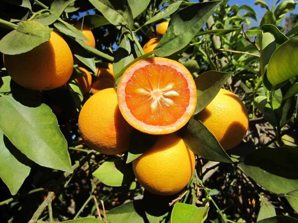 acidless orange
