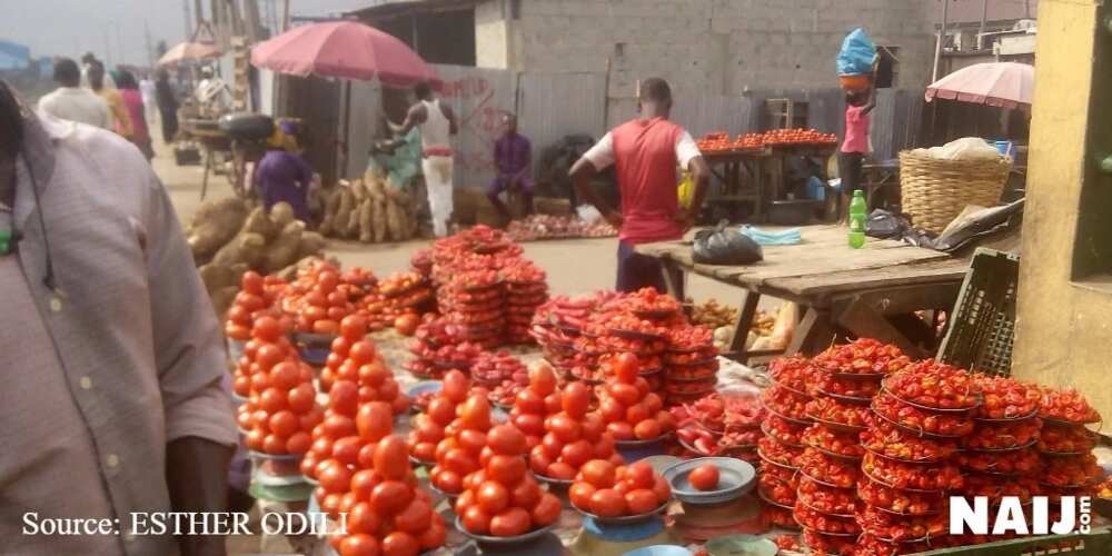 Noma tsuhen arziki: Yadda Kano ta zama lamba daya wajen samar da tumatur