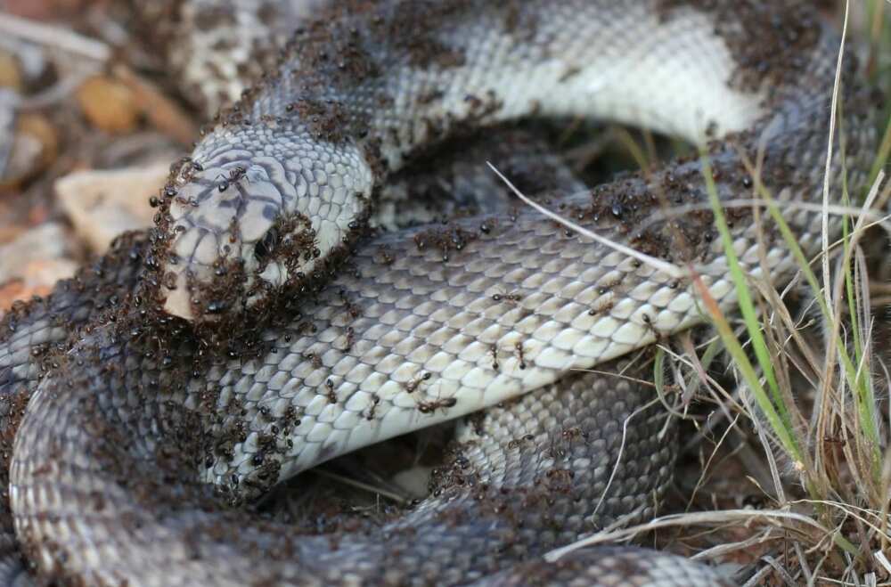 Grasscutter farming a manual for beginners in Nigeria: snakes and ants in grass cutters cage Grasscutter farming a manual for beginners in Nigeria: snakes and ants in grass cutters cage