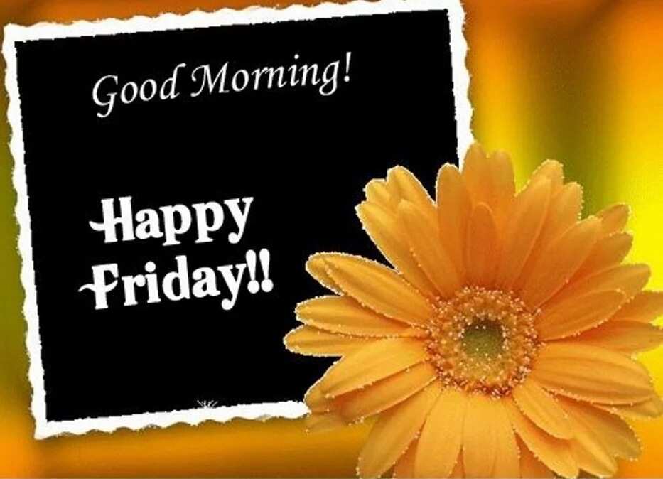 Funny Good Friday morning quotes for Facebook Funny Good Friday morning quotes for Facebook