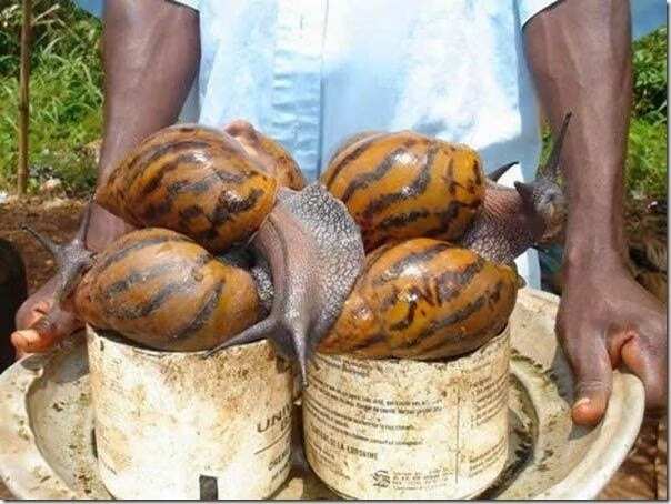 Prospect of livestock farming in Nigeria: snail farming
