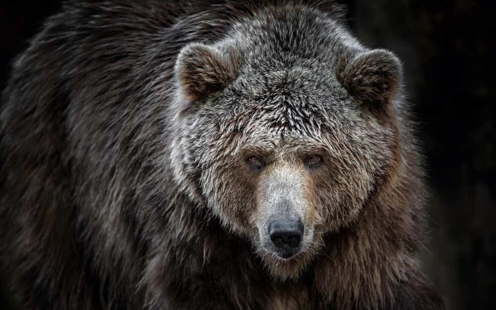 Such a bear can open the car with its claws, like a can of canned food Such a bear can open the car with its claws, like a can of canned food