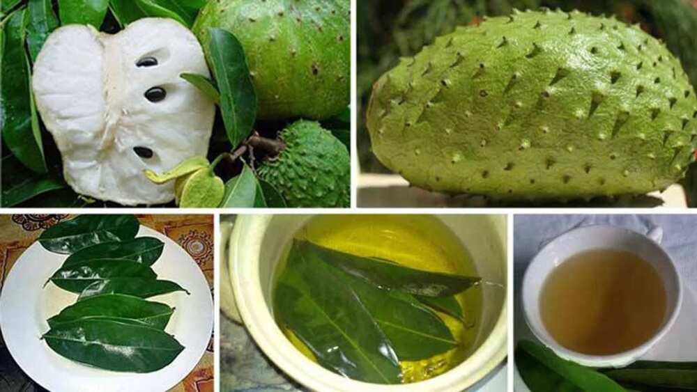 soursop leaves and fruits