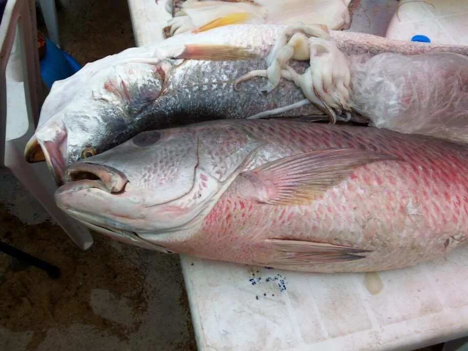 5 Places To Get Fish In Lagos 5 Places To Get Fish In Lagos