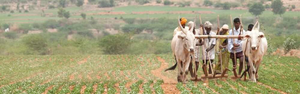Rural areas