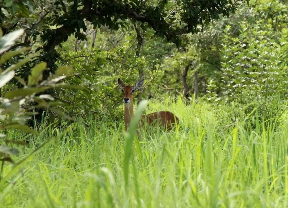 The Kainji National Park The Kainji National Park