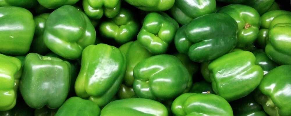 Pepper farming in Nigeria green