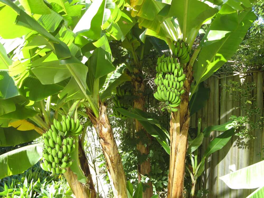 How long does it take for plantains to grow?
