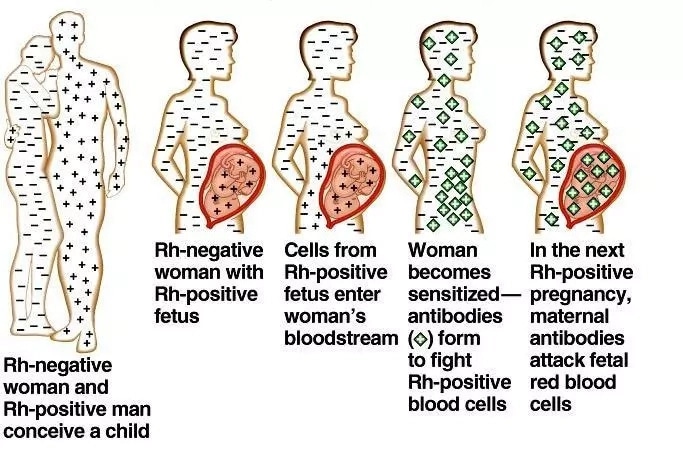 parent-child-blood-type-chart-159827-father-mother-child-blood-group