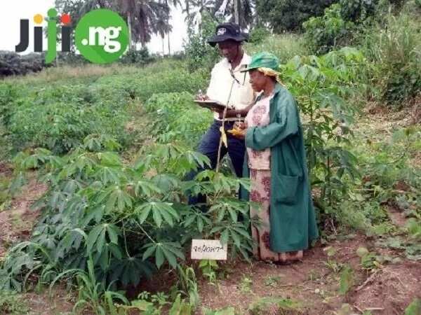 Cassava farming business plan: From the starting point to a great fortune!