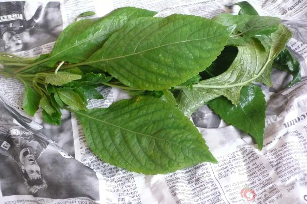 How To Boost Your Fertility Using Scent Leaf (Sweet Basil Herb)