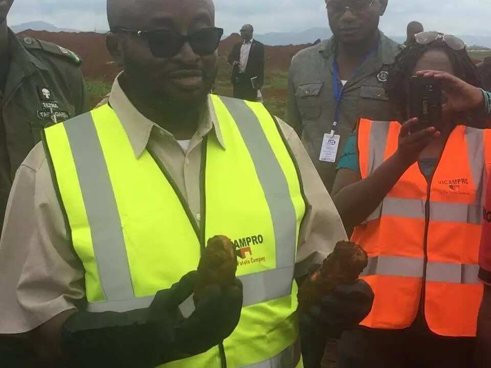 Noma tushen arziƙi: An samu wasu dankalin turawa masu girman Doya a Kaduna (HOTUNA) Noma tushen arziƙi: An samu wasu dankalin turawa masu girman Doya a Kaduna (HOTUNA)