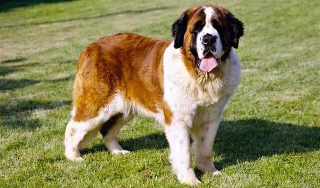 The St. Bernard