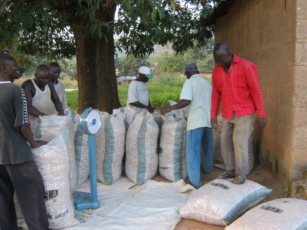 Preparing ginger for export Preparing ginger for export