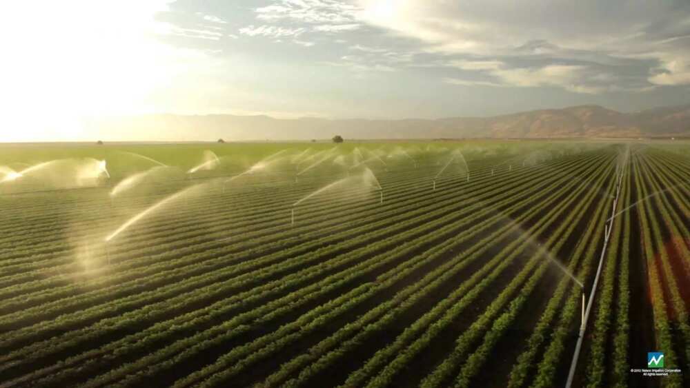 Irrigation farming in Nigeria - surface irrigation