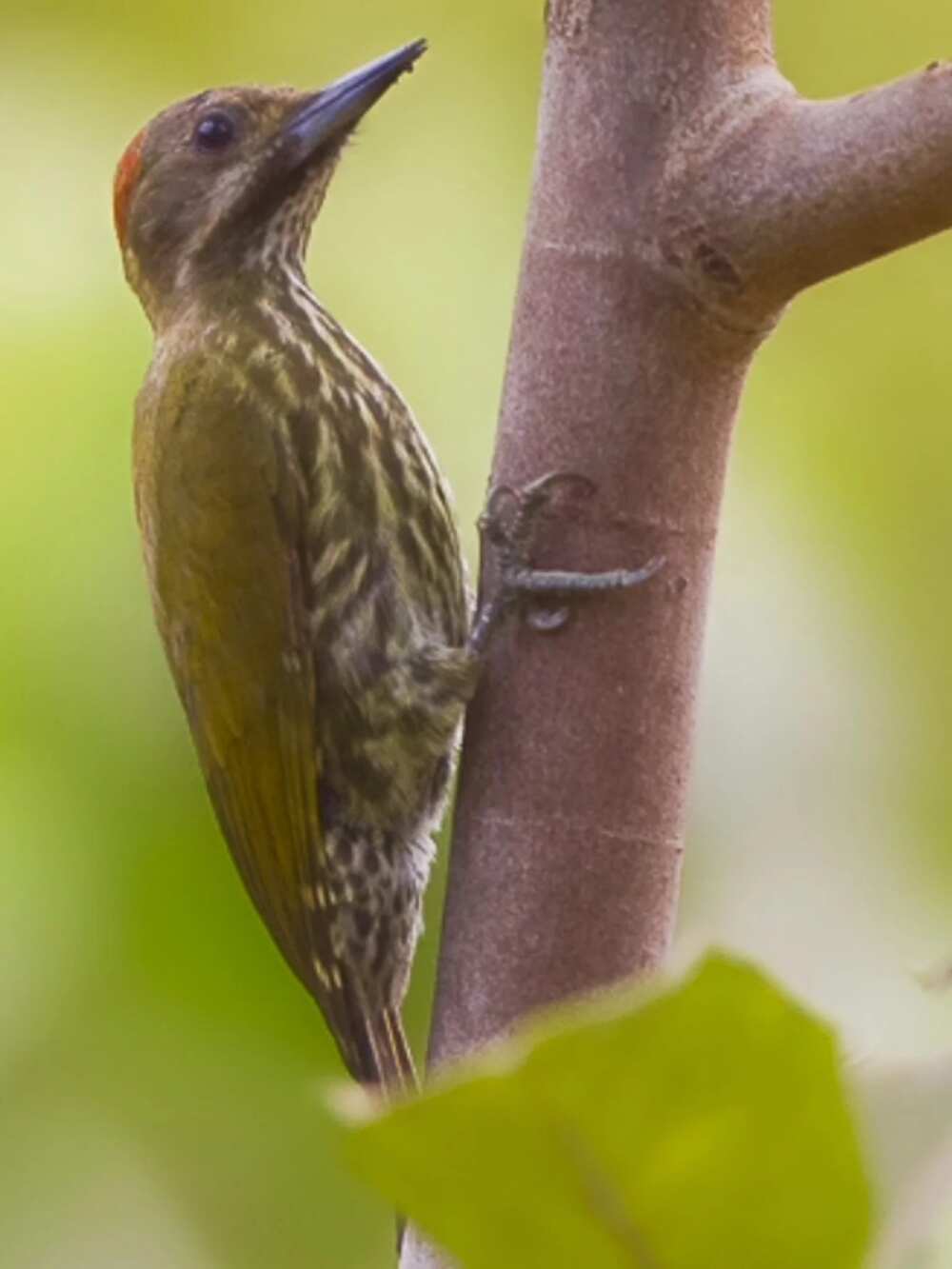 3. Oluwa Forest Reserve 3. Oluwa Forest Reserve