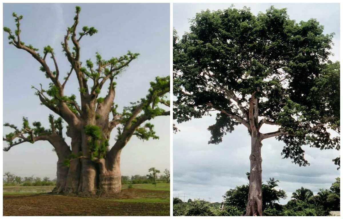 what-are-economic-trees-in-nigeria-legit-ng