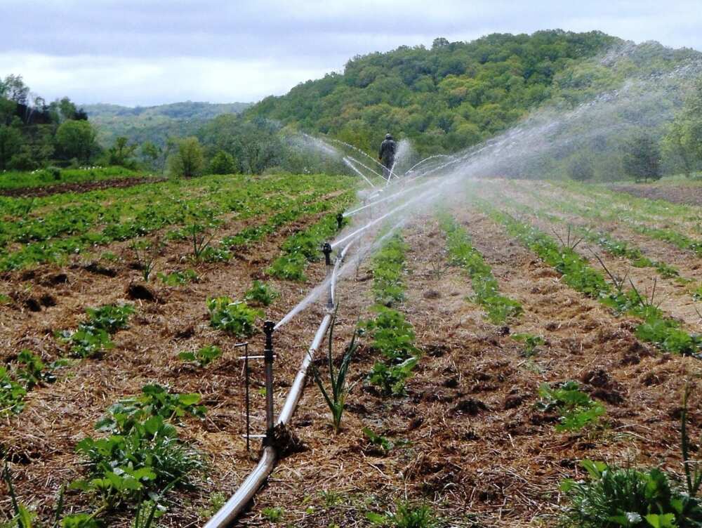 Irrigation farming in Nigeria SPRINKLER