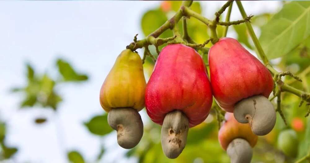 Health benefits of cashew nuts for men