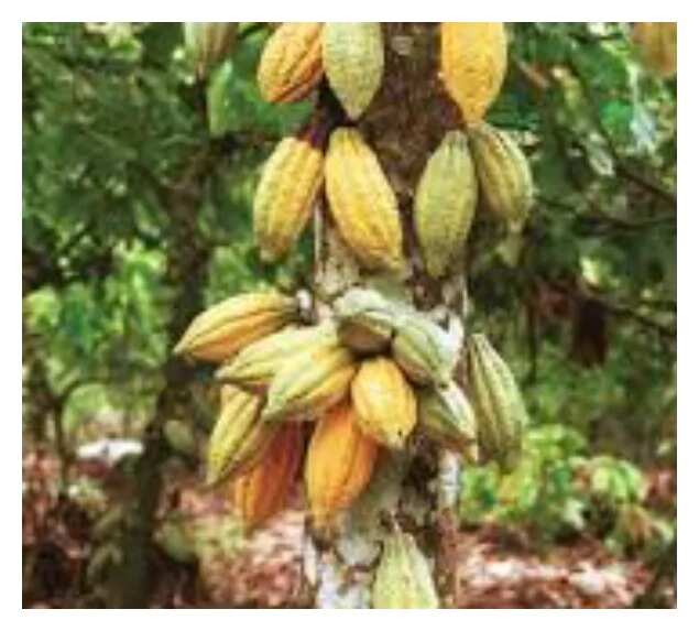 Nigeria aims to be world largest cocoa producer