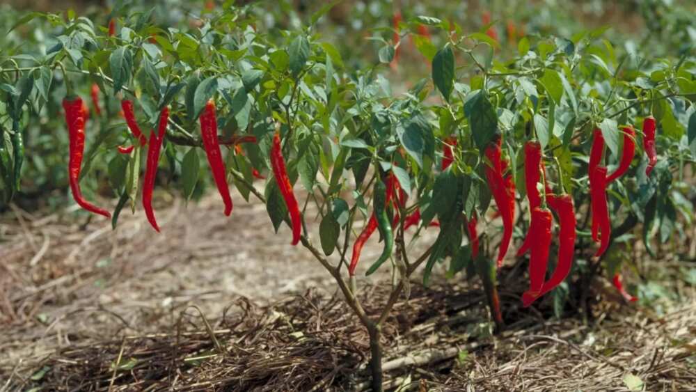 The main agricultural products in Nigeria: chili pepper