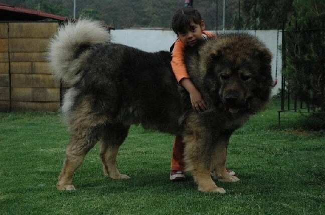 strongest dog in the world