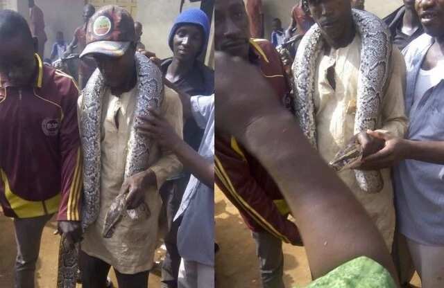Man catches huge python in maraba market