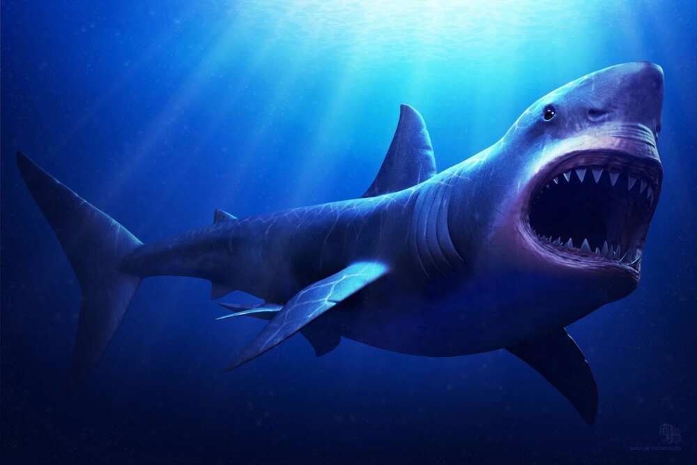 The most terrifying predator that ever existed The most terrifying predator that ever existed
