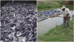 Beware: Unscrupulous farmers are using chemical additives to produce catfish - Fish farmer says