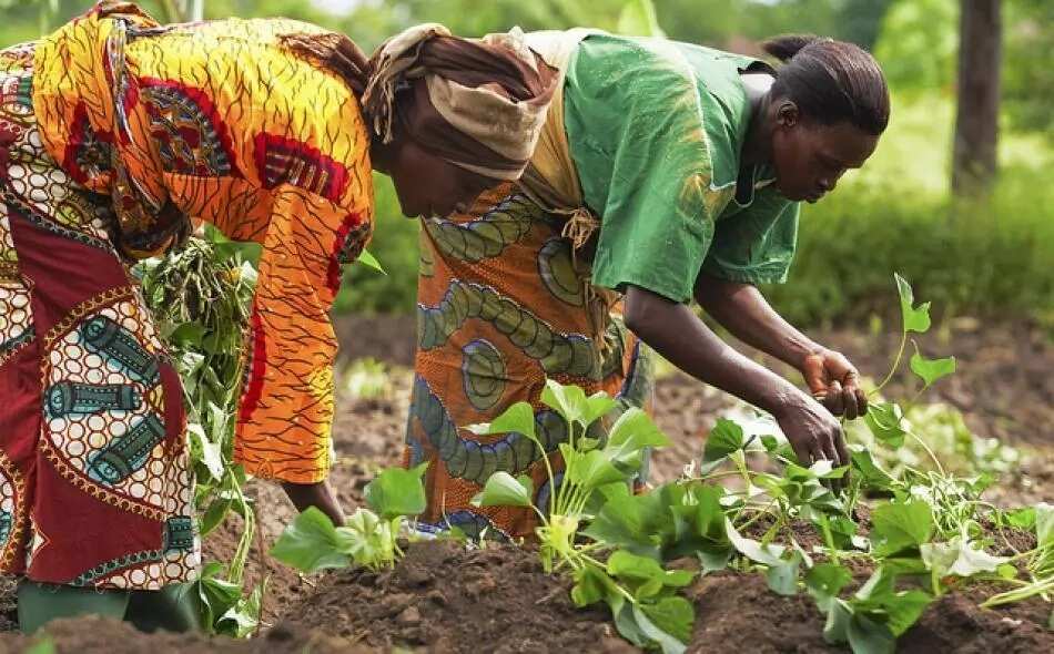 Major Forms Of Agriculture In Nigeria - Legit.ng