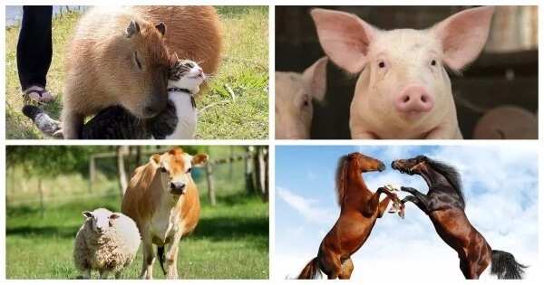 Classification of farm animals based on their uses 