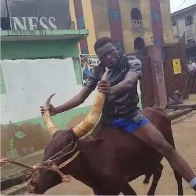 Comedian Akpororo Rides On A Cow