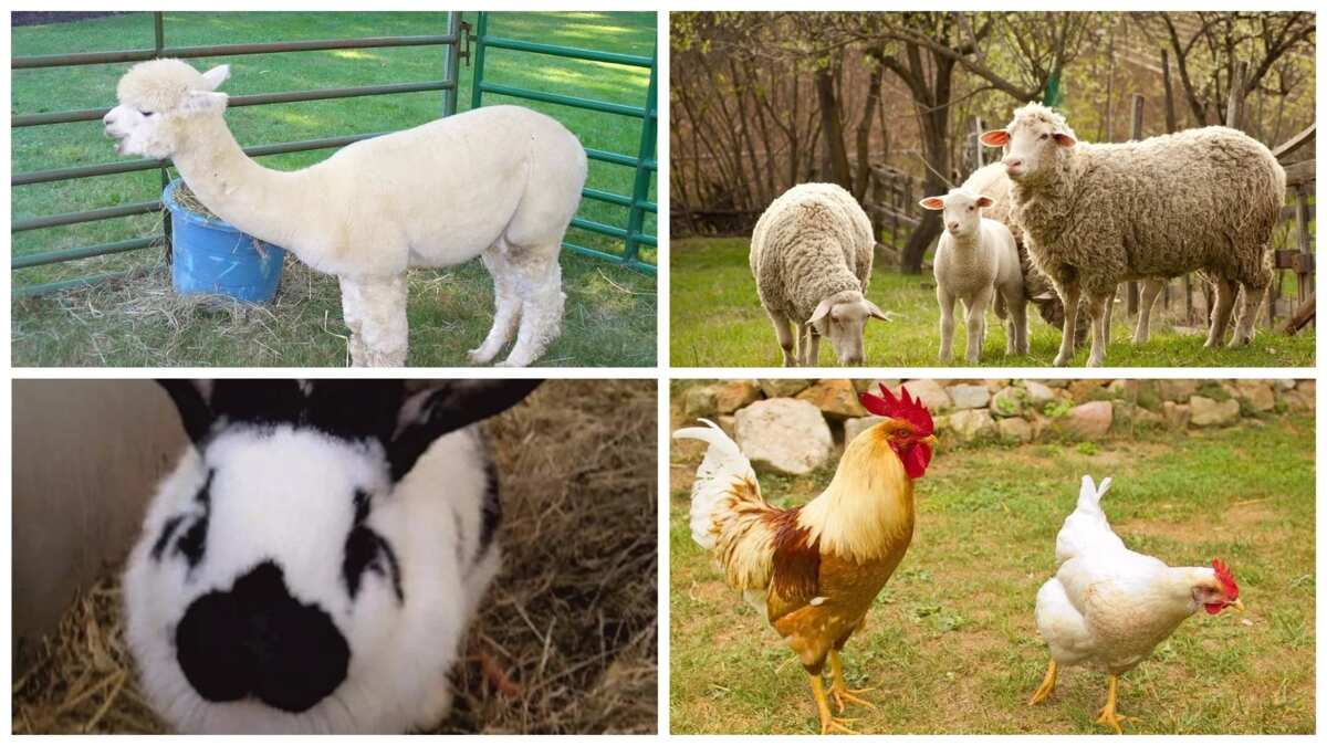 What Is The Name For Farm Animals