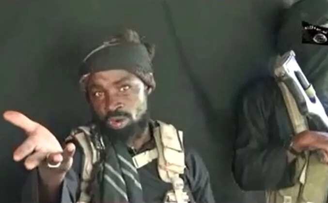 Boko Haram leader, Shekau captured in Borno
